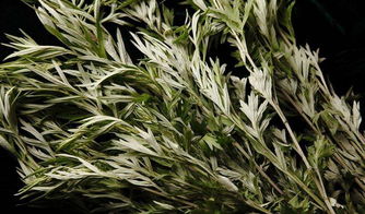 艾叶加青蒿一起煮水洗澡 青蒿熬水泡脚有什么功效