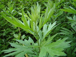 艾草贴的骗局 艾草贴副作用太大了