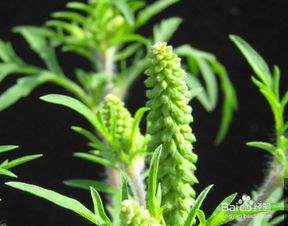 艾草的10个惊人的好处和用途 艾草的妙用和功效