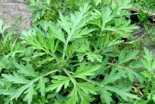 艾草燃烧的烟能驱蚊吗 为什么放艾草反而招蚊子
