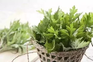 艾草象征着什么意义 艾草的花语和象征