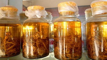 臭牡丹泡酒的功效作用 臭牡丹根泡酒能口服吗