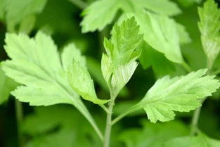 艾草茎杆怎么用 艾草杆子晒干了有用吗