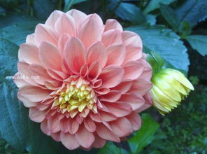 芍药花的功效与作用 芍药为什么叫鬼花