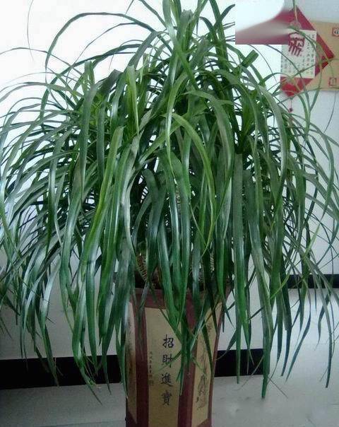 芒果幼苗几天浇一次水 芒果幼苗怕晒吗