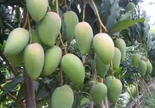 芒果种子发芽点朝上还是朝下 芒果种子哪一头是根