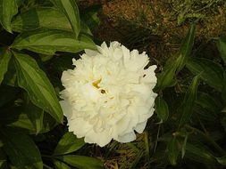 芍药和白芍是一味药吗 白芍能代替芍药吗