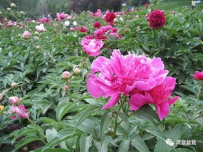 芍药花开花时间 芍药一年开几次花