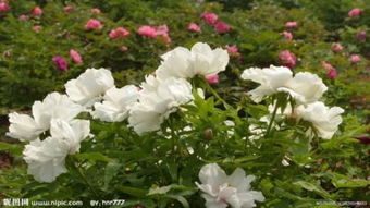 芍药和白芍有区别 芍药又叫白芍吗