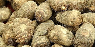 芋头怎样保存一年不烂 芋头的长期储存小方法