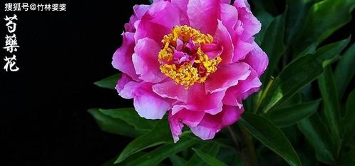 芍药为什么夏天会死 芍药夏季枯萎了怎么办