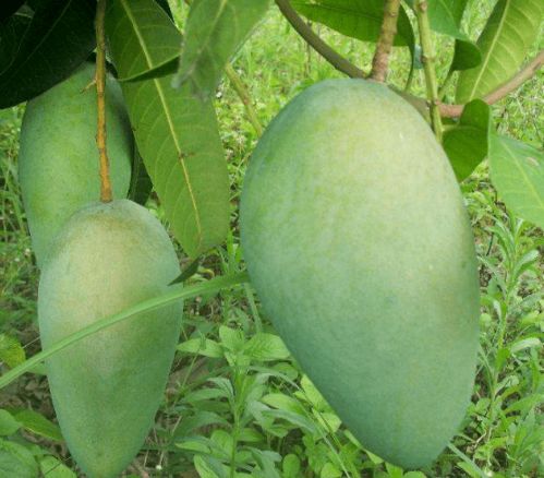 芒果核泡水里能发芽吗 芒果种子泡多久水发芽