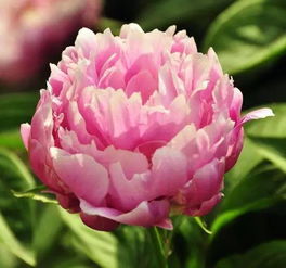 芍药花后要全部剪掉吗 芍药开完花齐根剪掉会死吗