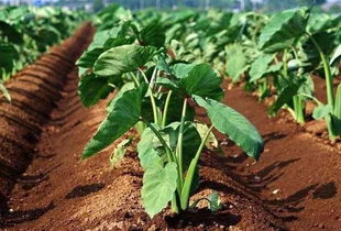 芋头最迟几月份种 芋头8月份还能种吗种