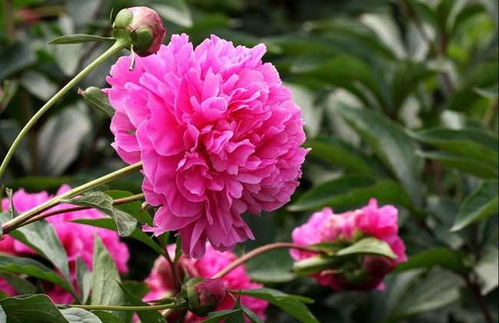 芍药种在什么地方吉利 芍药栽在庭院吉利吗