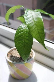 芒果怎么种才会发芽 芒果籽哪头朝下种呀