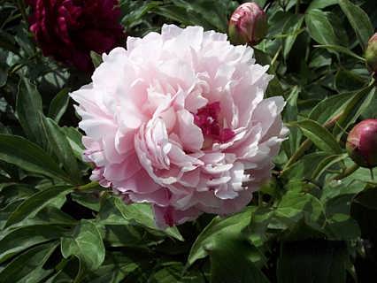 芍药栽在庭院吉利吗 养芍药花真的不吉利吗
