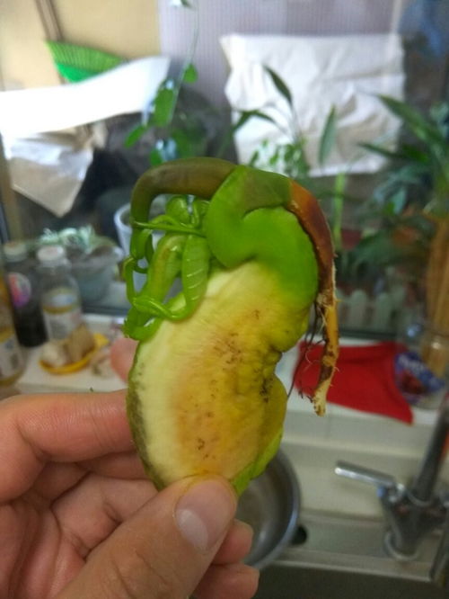 芒果种子怎么看根和芽 芒果核的根和芽的区别图片