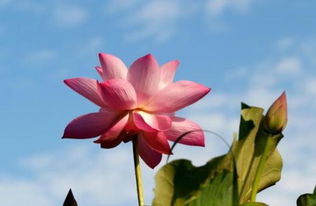 芙蓉花比喻什么女人 出水芙蓉是夸人吗