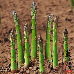 芦笋苗长多高修剪 芦笋修剪几次才会粗