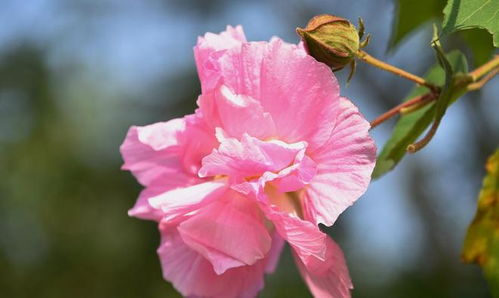 芙蓉代表那个生肖 三朵芙蓉正确生肖