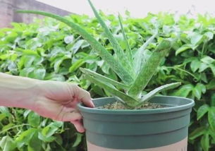 芦荟变软了怎么补救 芦荟变软了会不会死