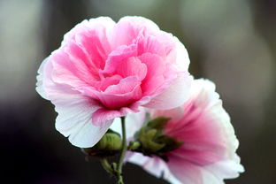 芙蓉花俗称什么 芙蓉花的花期和养护条件