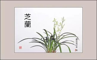 芝兰是什么植物 芝兰比喻男子还是女子