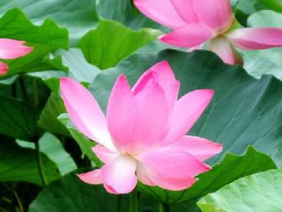 芙蓉花和湖南的关系 芙蓉到底是不是荷花