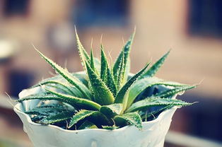 芦荟是不是越老越好 家里放芦荟是吉是凶