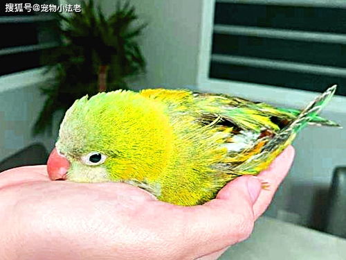 芦丁鸡死亡征兆 小芦丁鸡奄奄一息怎么救