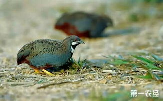 芦丁鸡为啥一抓就死 芦丁鸡认主人吗