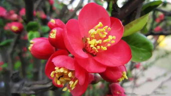 芙蓉花 英文 海棠花的英语