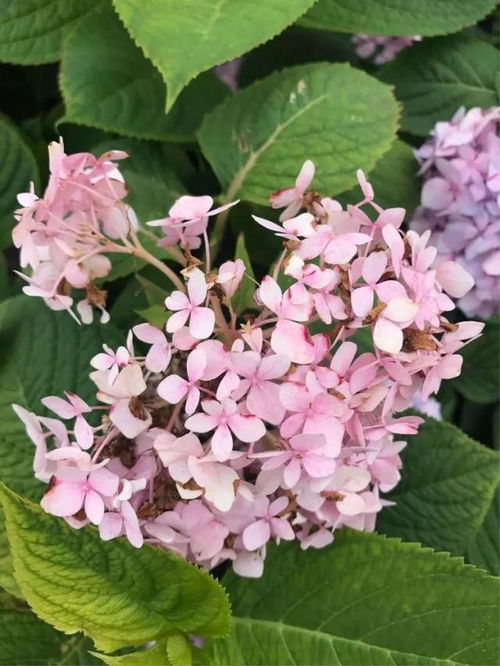 花开无尽夏,下一句是什么 花开无尽夏,月上有期秋