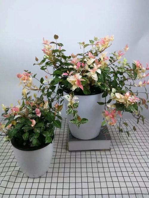 花叶络石用大盆还是小盆 花叶络石一年能长多大