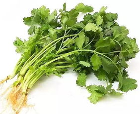 芫荽和香菜是一种菜吗 芫荽正确读yanxu吗