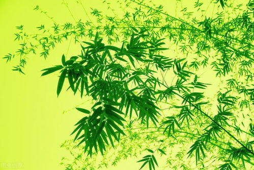 花中四君子 哪四个 岁寒三友和花中四君子