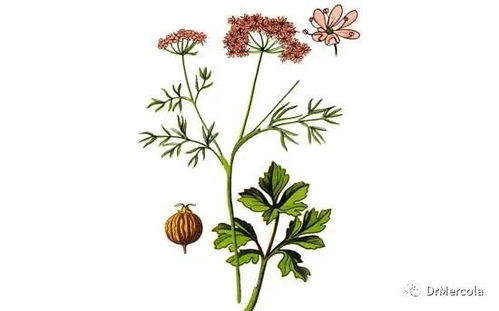 芫荽和香菜的区别 香菜名字的由来