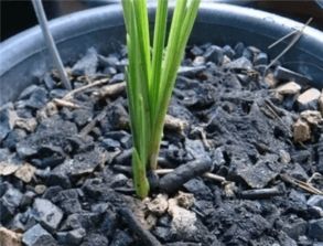 花土里加入蛭石好不好 沙子生根好还是蛭石好