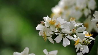 花开到荼蘼比喻什么 花开荼蘼,芳华不尽的意思