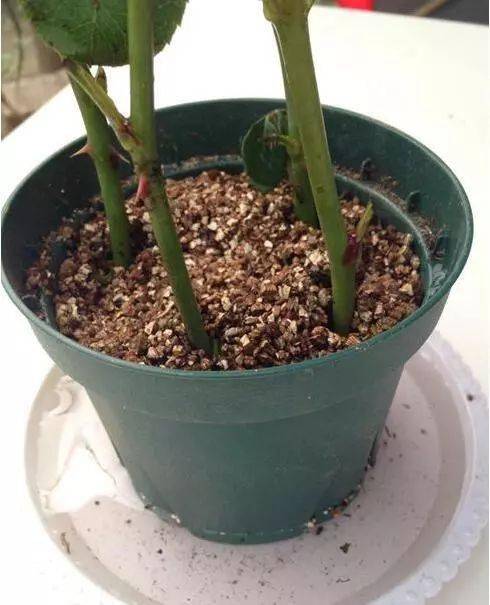 花店买的玫瑰能生根吗 花店买回来的花怎么生根