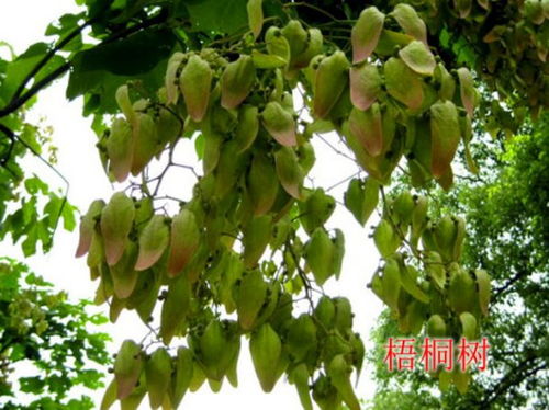 芭蕉树的吉祥寓意 芭蕉树风水禁忌