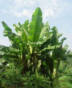 芭蕉叶的寓意及象征改善风水 芭蕉树风水禁忌