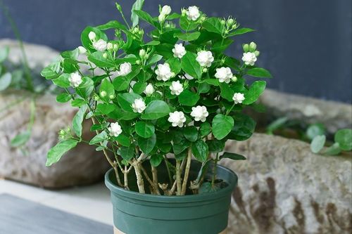 花多多二号适合哪些花 花多多2号能喷叶面吗