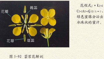 花一般由哪四个部分构成 花的四部分是什么