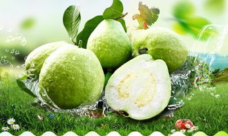 芭乐怎么样才算熟了 芭乐买回来太硬怎么办