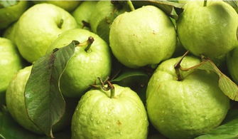 芭乐里面的籽可以吃吗 芭乐果要放软了吃吗