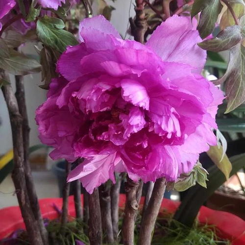 花多多2号灌根好还是喷叶好 花多多2号能喷叶面吗