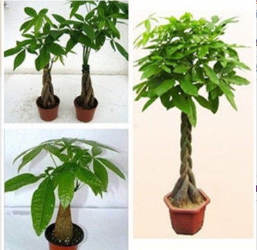 花椒树的风水位置 花椒树镇宅辟邪