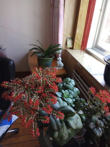 花烛放在室内有毒吗 花烛风水摆放禁忌